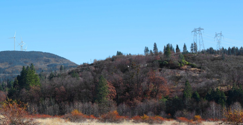 tress against a blue sky
